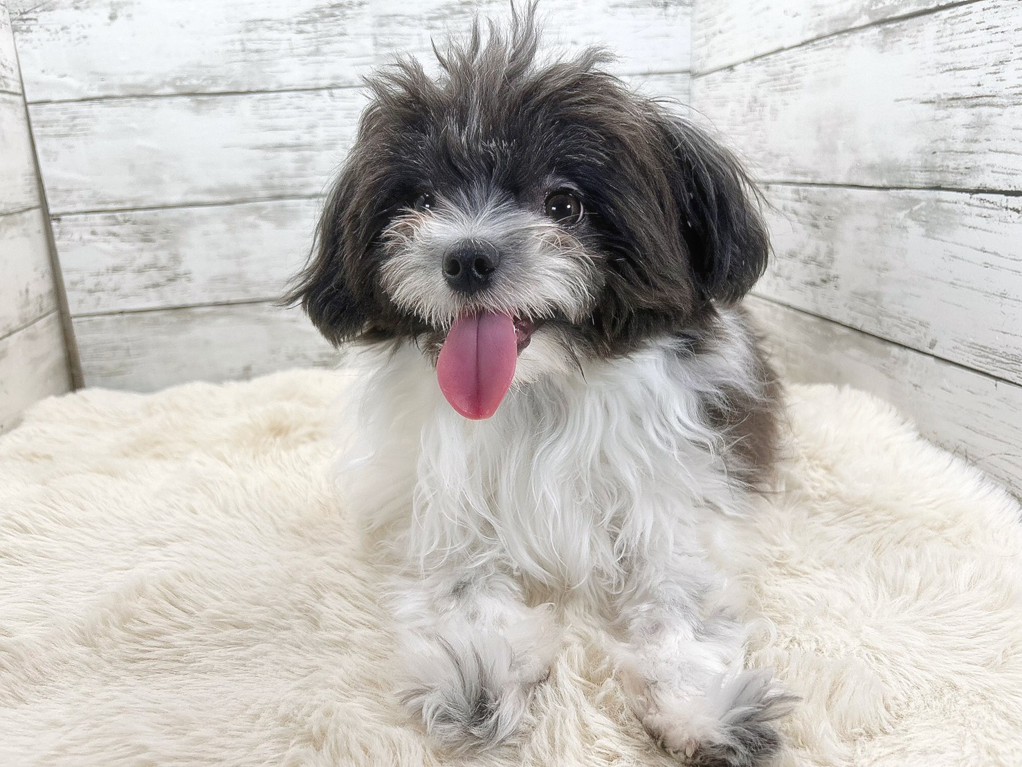 新潟県のチワワ×マルチーズ (かねだいペットトライアル魚沼/2025年3月3日生まれ/男の子/ホワイトブラック)の子犬の1枚目の画像