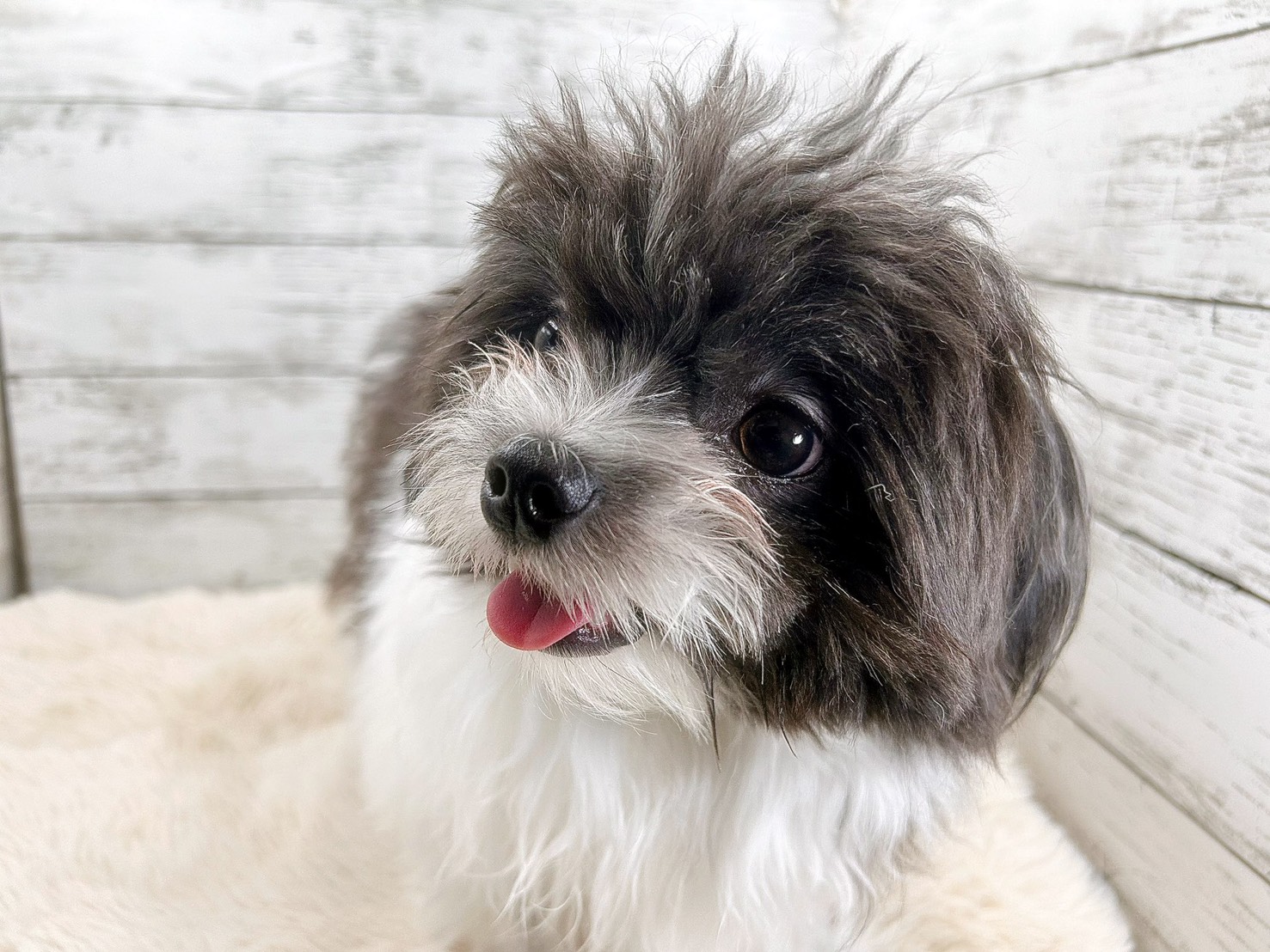 新潟県のチワワ×マルチーズ (かねだいペットトライアル魚沼/2025年3月3日生まれ/男の子/ホワイトブラック)の子犬の2枚目の画像