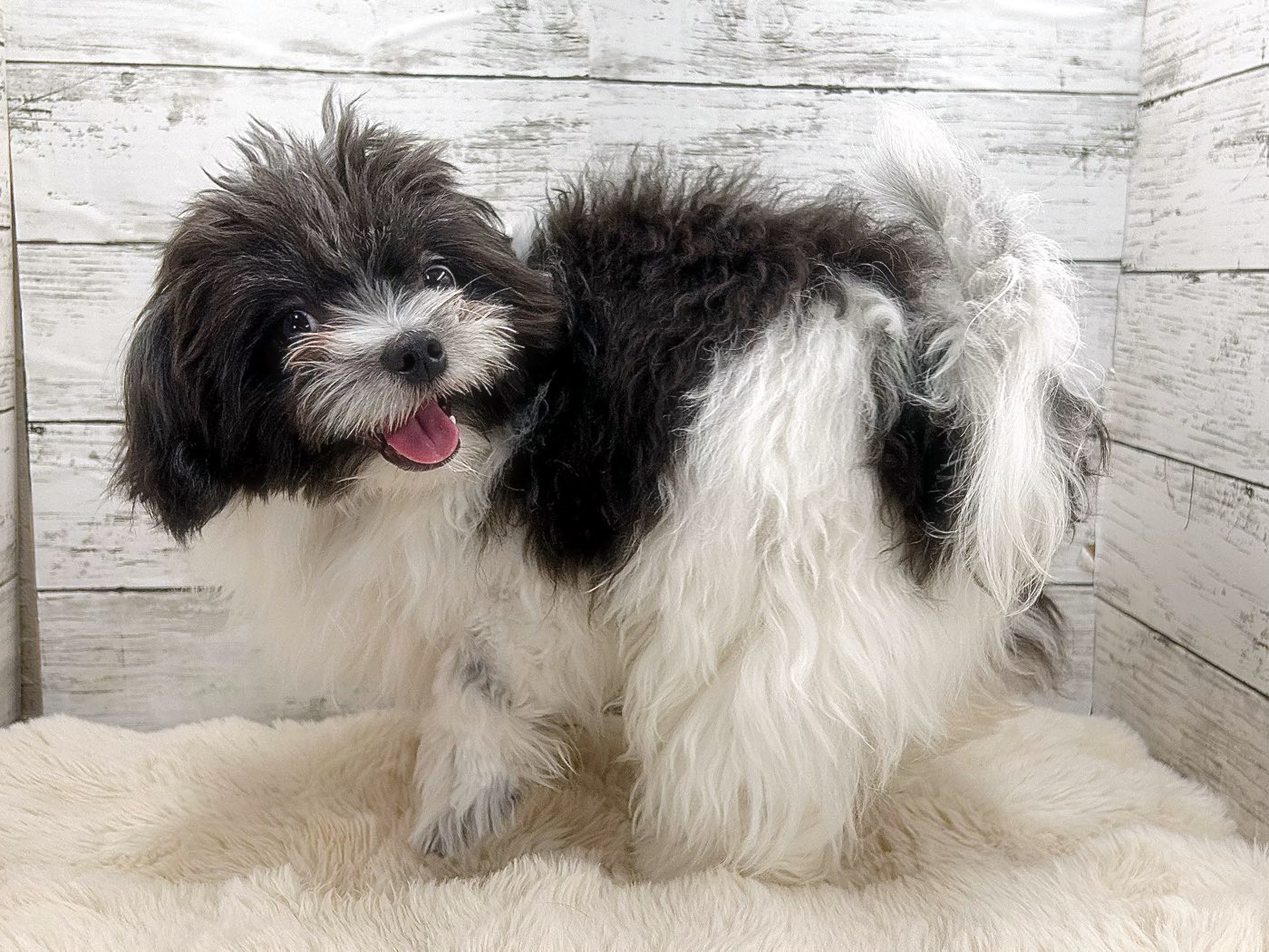 新潟県のチワワ×マルチーズ (かねだいペットトライアル魚沼/2025年3月3日生まれ/男の子/ホワイトブラック)の子犬の3枚目の画像