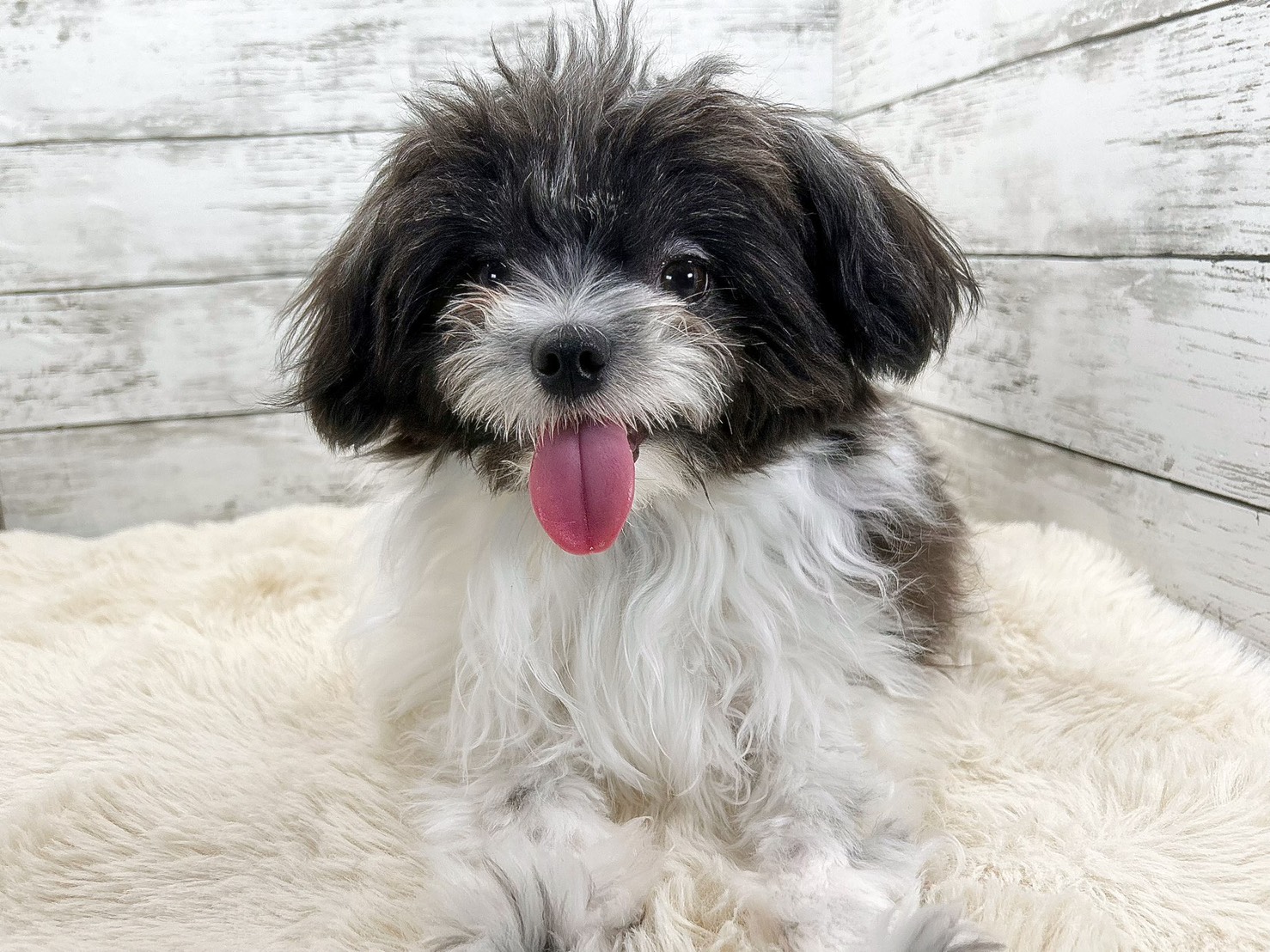 新潟県のチワワ×マルチーズ (かねだいペットトライアル魚沼/2025年3月3日生まれ/男の子/ホワイトブラック)の子犬の4枚目の画像