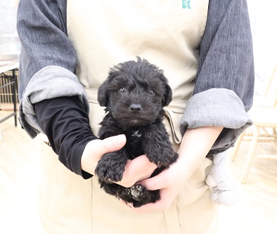 神奈川県のMIX犬（トイプードル×ミニチュアシュナウザー） (かねだい伊勢原店/2025年11月1日生まれ/男の子/ブラック)の子犬