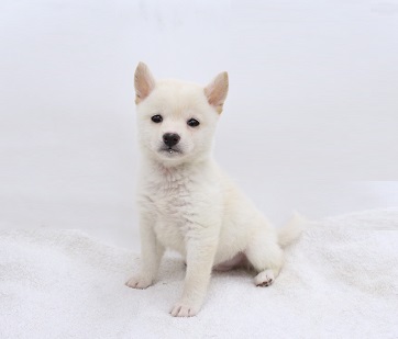 神奈川県の柴犬(標準サイズ) (かねだい伊勢原店/2025年10月31日生まれ/男の子/淡赤)の子犬