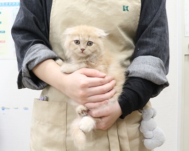 神奈川県のスコティッシュフォールド (かねだい伊勢原店/2025年10月28日生まれ/女の子/クリーム)の子猫