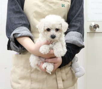 神奈川県のビションフリーゼ (かねだい伊勢原店/2025年11月2日生まれ/女の子/ホワイト)の子犬