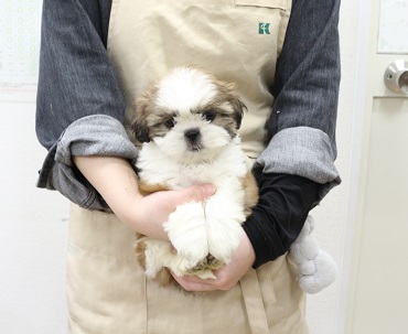 神奈川県のビションフリーゼ (かねだい伊勢原店/2025年11月2日生まれ/女の子/ホワイト)の子犬