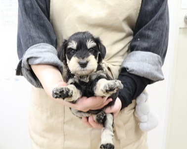 神奈川県のミニチュアシュナウザー (かねだい伊勢原店/2025年11月3日生まれ/男の子/ブラックシルバー)の子犬