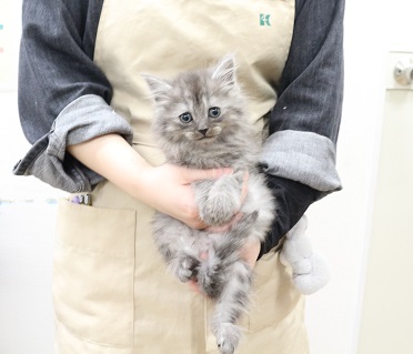神奈川県のミヌエット (かねだい伊勢原店/2025年11月1日生まれ/男の子/ブルータビー)の子猫