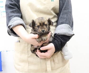 神奈川県のMIX犬（父：チワワ×母：ヨーキー） (かねだい伊勢原店/2025年11月2日生まれ/女の子/レッド)の子犬