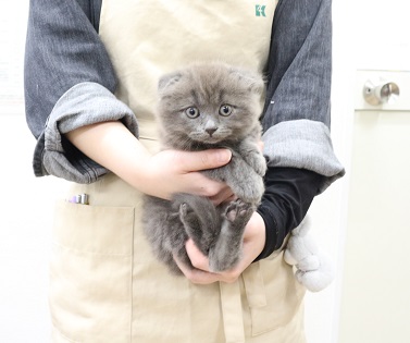 神奈川県のスコティッシュフォールド (かねだい伊勢原店/2025年10月26日生まれ/男の子/ブルー)の子猫