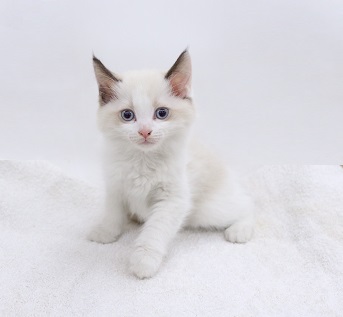 神奈川県のラグドール (かねだい伊勢原店/2025年11月1日生まれ/男の子/シールポイントバイカラー)の子猫