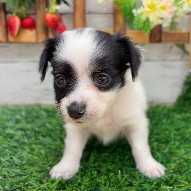 埼玉県のチワックス(チワワ×ダックス) (かねだい所沢店/2025年11月1日生まれ/女の子/ホワイトブラックタン)の子犬の2枚目の画像