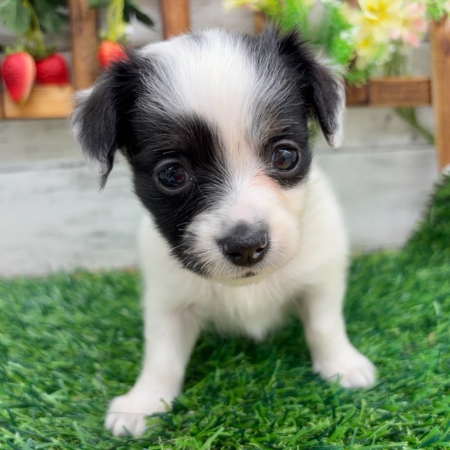 埼玉県のチワックス(チワワ×ダックス) (かねだい所沢店/2025年11月1日生まれ/女の子/ホワイトブラックタン)の子犬の3枚目の画像