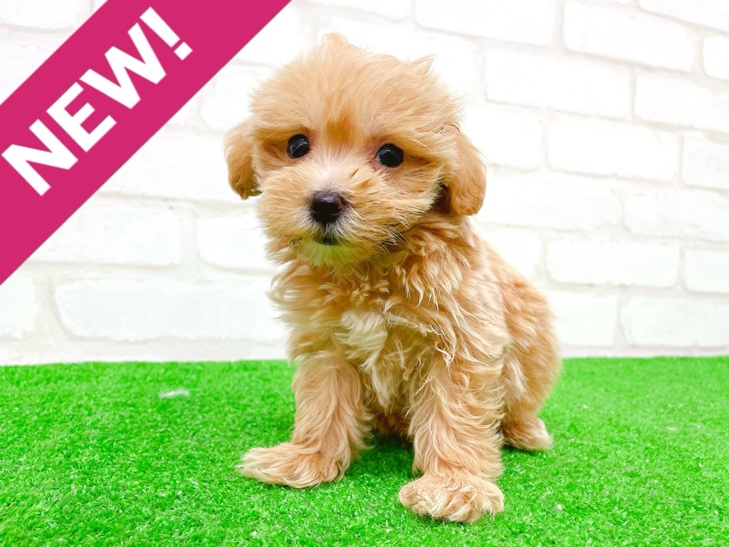 東京都のマルプー(マルチーズ×プードル) (かねだい立川店/2025年10月31日生まれ/男の子/アプリコット)の子犬の1枚目の画像