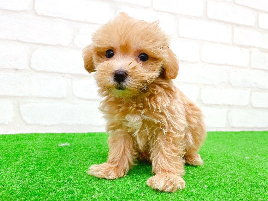 東京都のマルプー(マルチーズ×プードル) (かねだい立川店/2025年10月31日生まれ/男の子/アプリコット)の子犬の2枚目の画像