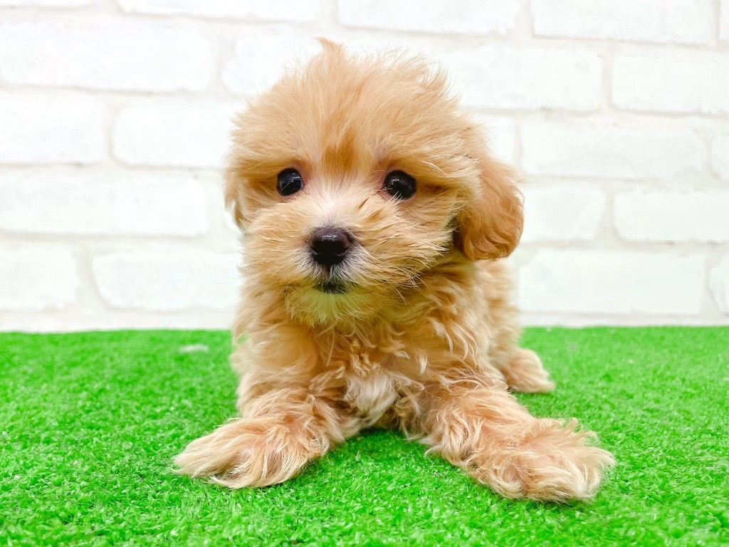 東京都のマルプー(マルチーズ×プードル) (かねだい立川店/2025年10月31日生まれ/男の子/アプリコット)の子犬の3枚目の画像