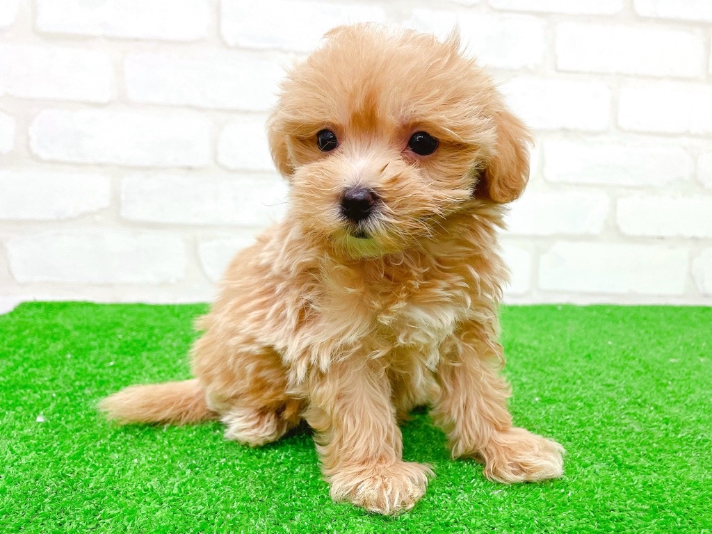 東京都のマルプー(マルチーズ×プードル) (かねだい立川店/2025年10月31日生まれ/男の子/アプリコット)の子犬の4枚目の画像