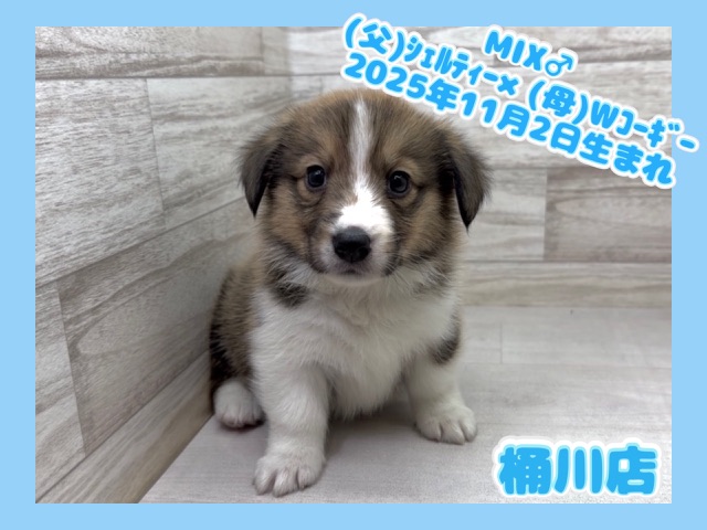 埼玉県のハーフ犬・ミックス犬 (かねだい桶川店/2025年11月2日生まれ/男の子/セーブル)の子犬の1枚目の画像