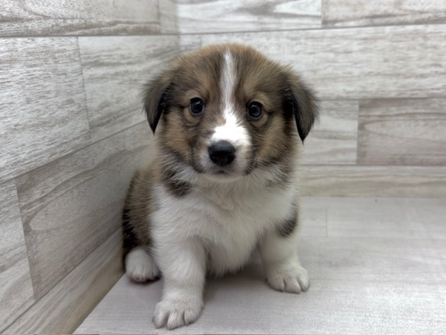 埼玉県のハーフ犬・ミックス犬 (かねだい桶川店/2025年11月2日生まれ/男の子/セーブル)の子犬の2枚目の画像