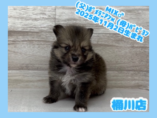 埼玉県のポメヨン/パピポメ/ポメパピ(ポメラニアン×パピヨン) (かねだい桶川店/2025年11月2日生まれ/男の子/オレンジ)の子犬