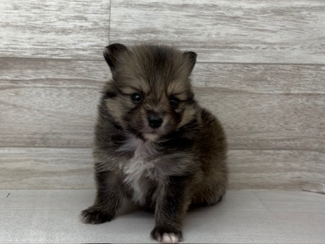 埼玉県のポメヨン/パピポメ/ポメパピ(ポメラニアン×パピヨン) (かねだい桶川店/2025年11月2日生まれ/男の子/オレンジ)の子犬の2枚目の画像