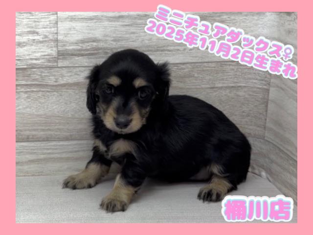 埼玉県のミニチュアダックスフンド(ロング) (かねだい桶川店/2025年11月2日生まれ/女の子/ブラックタン)の子犬の1枚目の画像