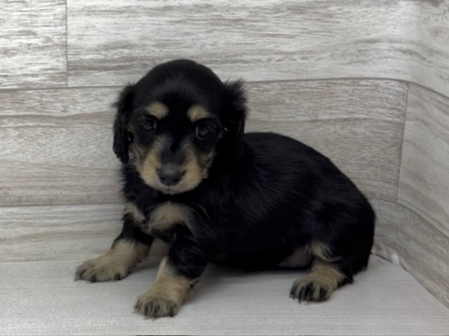 埼玉県のミニチュアダックスフンド(ロング) (かねだい桶川店/2025年11月2日生まれ/女の子/ブラックタン)の子犬の2枚目の画像