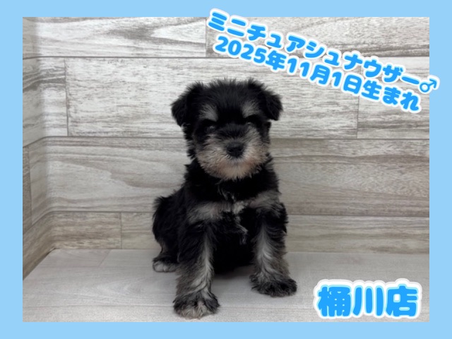 埼玉県のミニチュアシュナウザー (かねだい桶川店/2025年11月1日生まれ/男の子/ブラックシルバー)の子犬の1枚目の画像