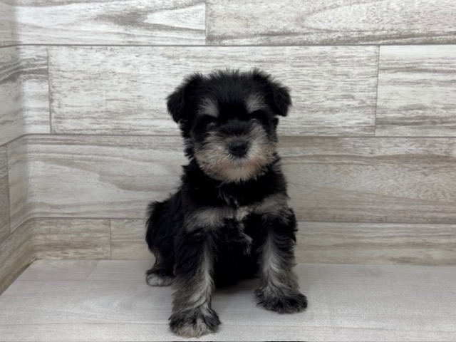 埼玉県のミニチュアシュナウザー (かねだい桶川店/2025年11月1日生まれ/男の子/ブラックシルバー)の子犬の2枚目の画像