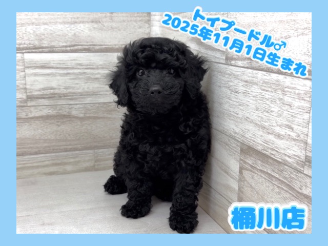 埼玉県のトイプードル(トイ) (かねだい桶川店/2025年11月1日生まれ/男の子/ブラック)の子犬の1枚目の画像