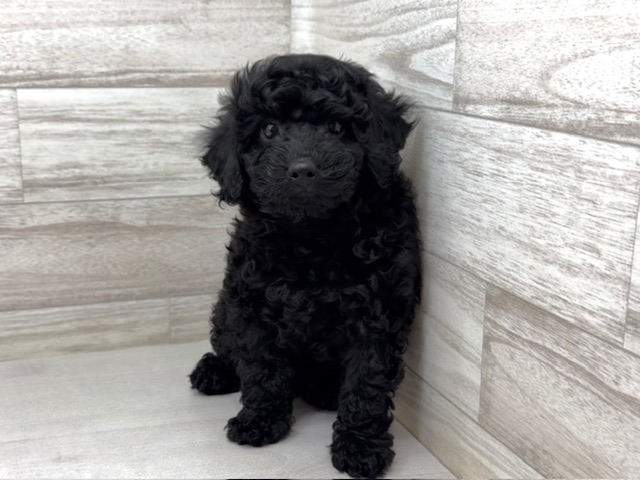 埼玉県のトイプードル(トイ) (かねだい桶川店/2025年11月1日生まれ/男の子/ブラック)の子犬の2枚目の画像