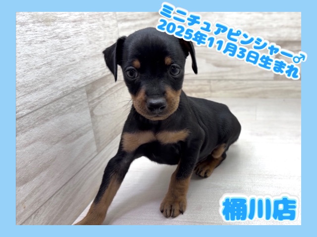 埼玉県のミニチュアピンシャー (かねだい桶川店/2025年11月3日生まれ/男の子/ブラックタン)の子犬の1枚目の画像