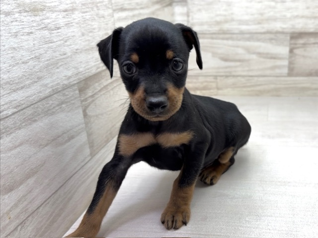 埼玉県のミニチュアピンシャー (かねだい桶川店/2025年11月3日生まれ/男の子/ブラックタン)の子犬の2枚目の画像