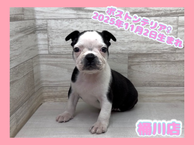 埼玉県のボストンテリア (かねだい桶川店/2025年11月2日生まれ/女の子/ボストンカラー)の子犬の1枚目の画像