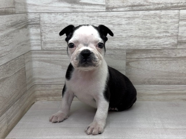 埼玉県のボストンテリア (かねだい桶川店/2025年11月2日生まれ/女の子/ボストンカラー)の子犬の2枚目の画像