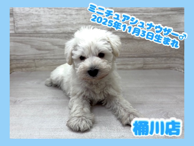 埼玉県のミニチュアシュナウザー (かねだい桶川店/2025年11月3日生まれ/男の子/ホワイト)の子犬の1枚目の画像