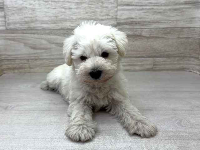 埼玉県のミニチュアシュナウザー (かねだい桶川店/2025年11月3日生まれ/男の子/ホワイト)の子犬の2枚目の画像