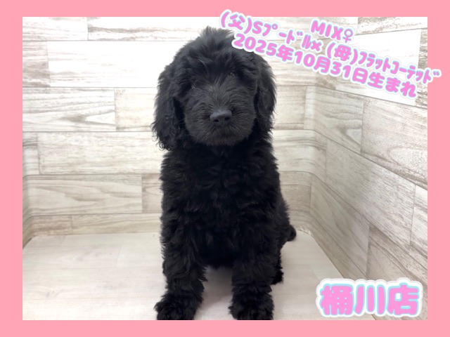 埼玉県のハーフ犬・ミックス犬 (かねだい桶川店/2025年10月31日生まれ/女の子/ブラック)の子犬の1枚目の画像