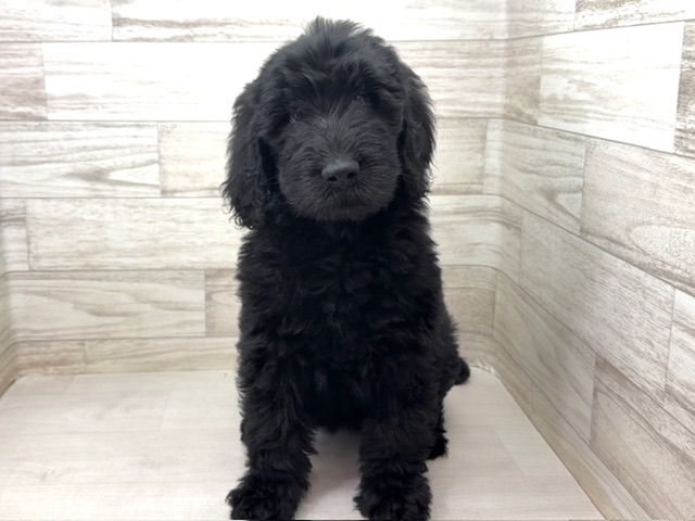 埼玉県のハーフ犬・ミックス犬 (かねだい桶川店/2025年10月31日生まれ/女の子/ブラック)の子犬の2枚目の画像