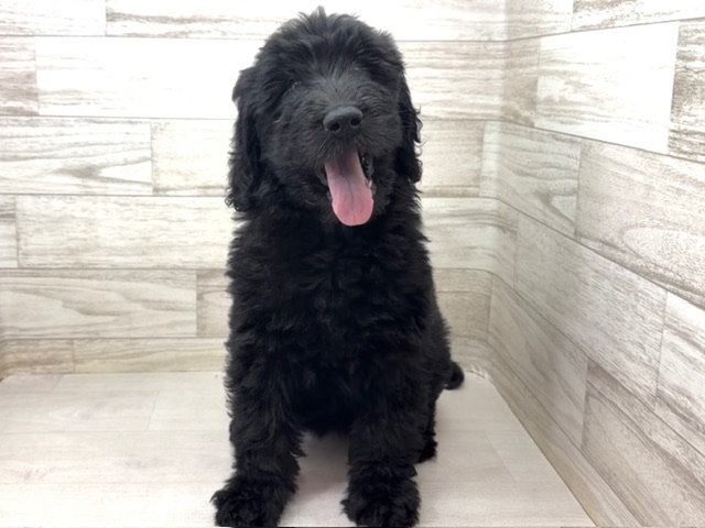 埼玉県のハーフ犬・ミックス犬 (かねだい桶川店/2025年10月31日生まれ/女の子/ブラック)の子犬の3枚目の画像