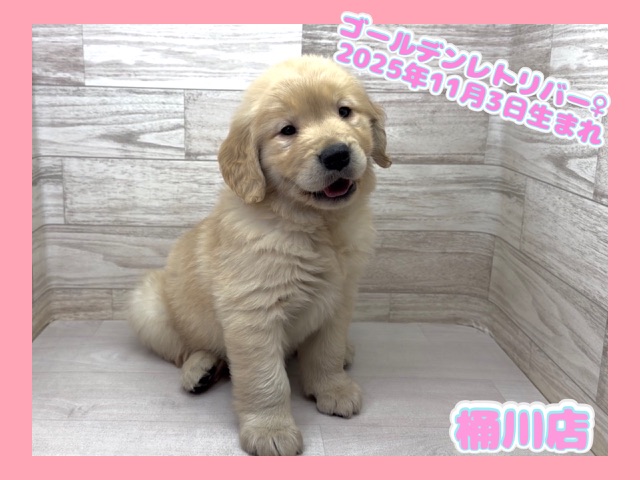 埼玉県のゴールデンレトリバー (かねだい桶川店/2025年11月3日生まれ/女の子/ゴールデン)の子犬の1枚目の画像