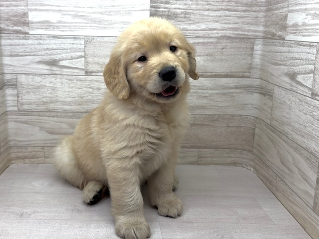 埼玉県のゴールデンレトリバー (かねだい桶川店/2025年11月3日生まれ/女の子/ゴールデン)の子犬の2枚目の画像