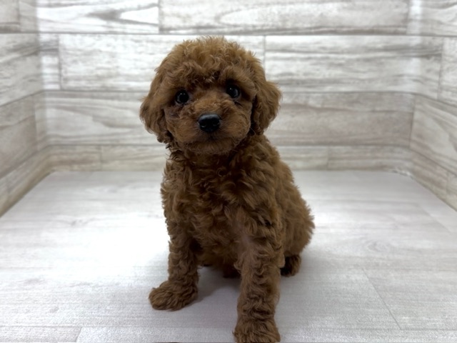 埼玉県のトイプードル(トイ) (かねだい桶川店/2025年11月3日生まれ/男の子/レッド)の子犬の2枚目の画像