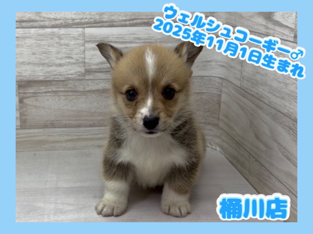 埼玉県のウェルシュコーギーペンブローク (かねだい桶川店/2025年11月1日生まれ/男の子/セーブルホワイト)の子犬の1枚目の画像
