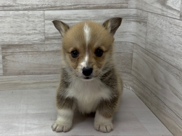 埼玉県のウェルシュコーギーペンブローク (かねだい桶川店/2025年11月1日生まれ/男の子/セーブルホワイト)の子犬の2枚目の画像