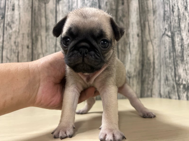 埼玉県のパグ (かねだいアクアパーク店/2025年10月28日生まれ/男の子/フォーン)の子犬