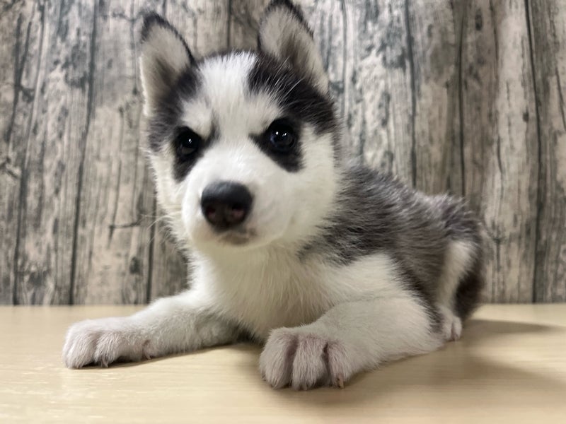 埼玉県のシベリアンハスキー (かねだいアクアパーク店/2025年11月2日生まれ/女の子/ブラックホワイト)の子犬
