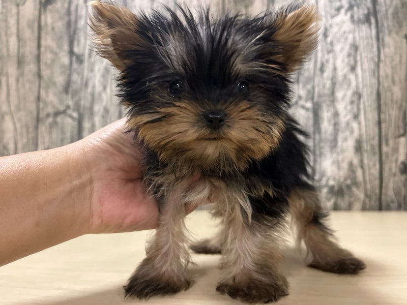 埼玉県のヨークシャーテリア (かねだいアクアパーク店/2025年11月1日生まれ/女の子/スチールブルータン)の子犬