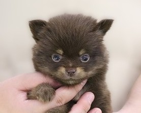 埼玉県のポメチワ/チワポメ/ポメチー(ポメラニアン×チワワ) (かねだい草加店/2025年11月2日生まれ/女の子/チョコレートタン)の子犬の2枚目の画像