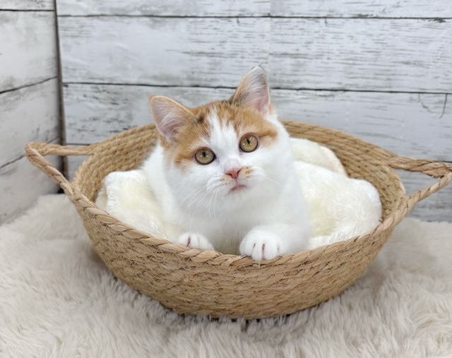 新潟県のハーフ猫・ミックス猫 (かねだいペットトライアル魚沼/2025年8月19日生まれ/女の子/キャリコ)の子猫の1枚目の画像