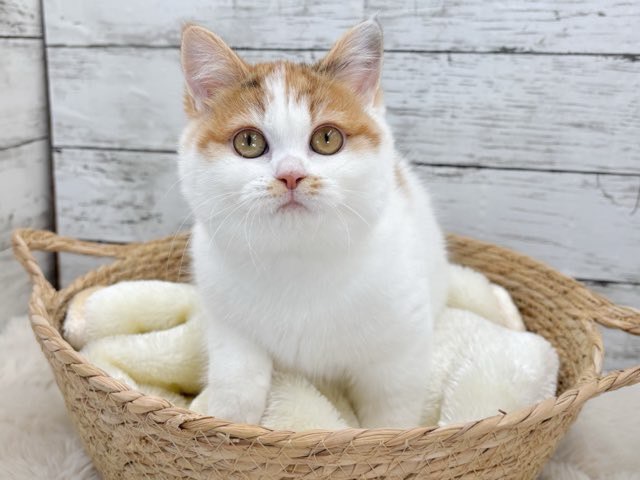 新潟県のハーフ猫・ミックス猫 (かねだいペットトライアル魚沼/2025年8月19日生まれ/女の子/キャリコ)の子猫の2枚目の画像